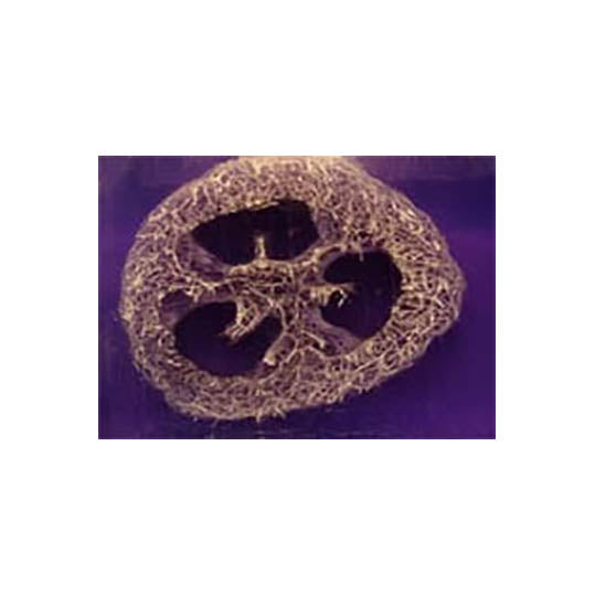 Lavender Loofah Slice